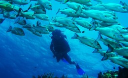 Bandera Reef Diving Cancun 3