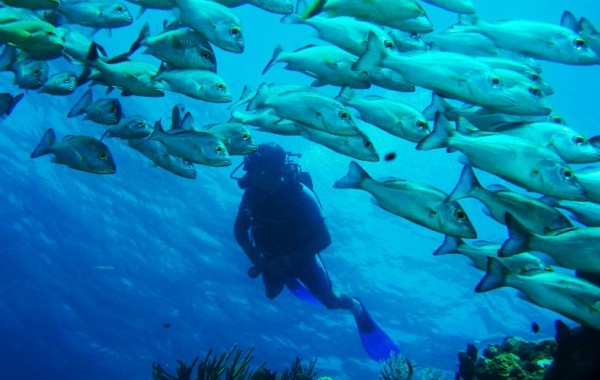 Bandera Reef Diving Cancun 3
