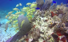 Manchones Reef Scuba Diving