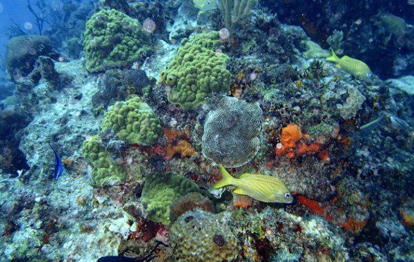 Manchones Reef Diving Isla Mujuere
