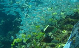Manchones Reef Scuba Diving 4