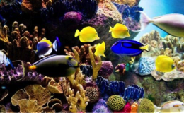 Manchones Reef Scuba Diving 6