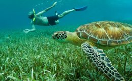 Snorkeling-with-Turtle_interior_masthead