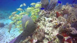 Manchones Reef