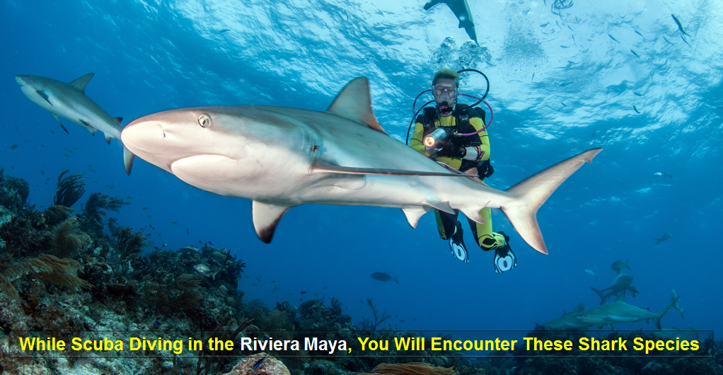 Scuba Diving Riviera Maya